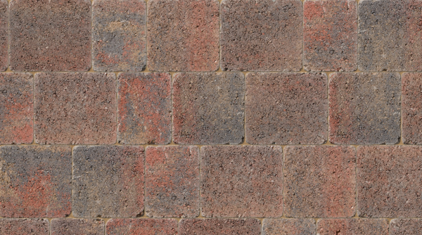 Tegula Heather